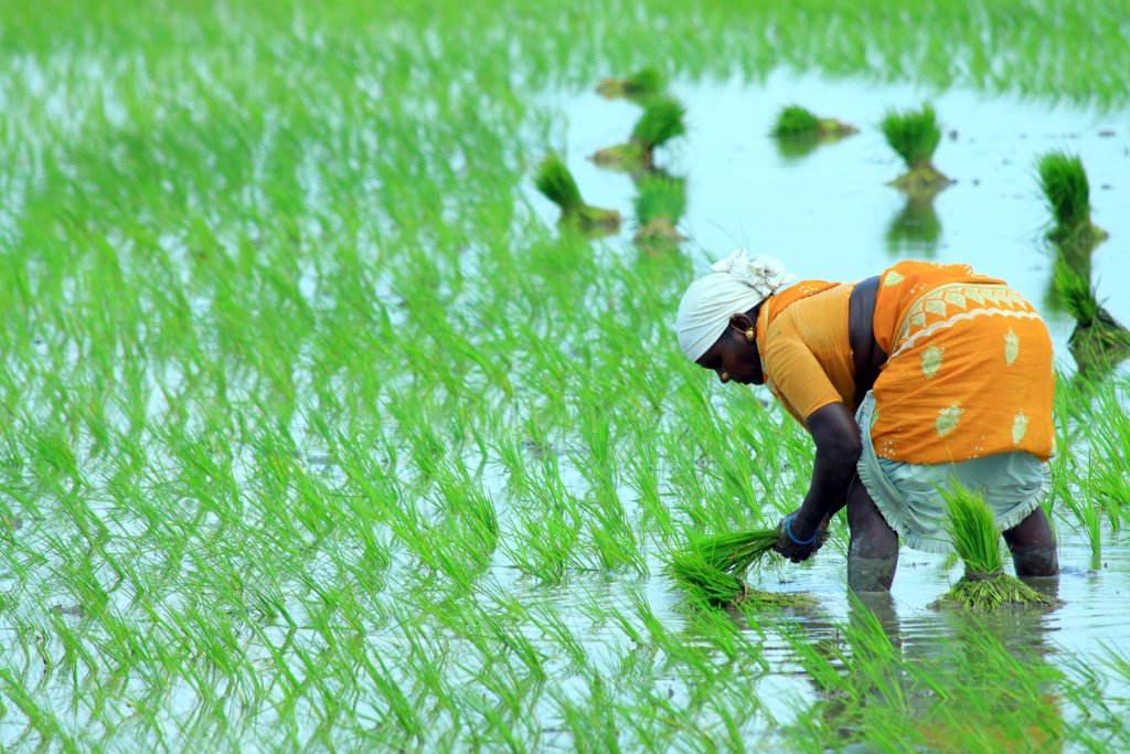 Warum ist „Bio“ gerade bei Reis so wichtig? 2