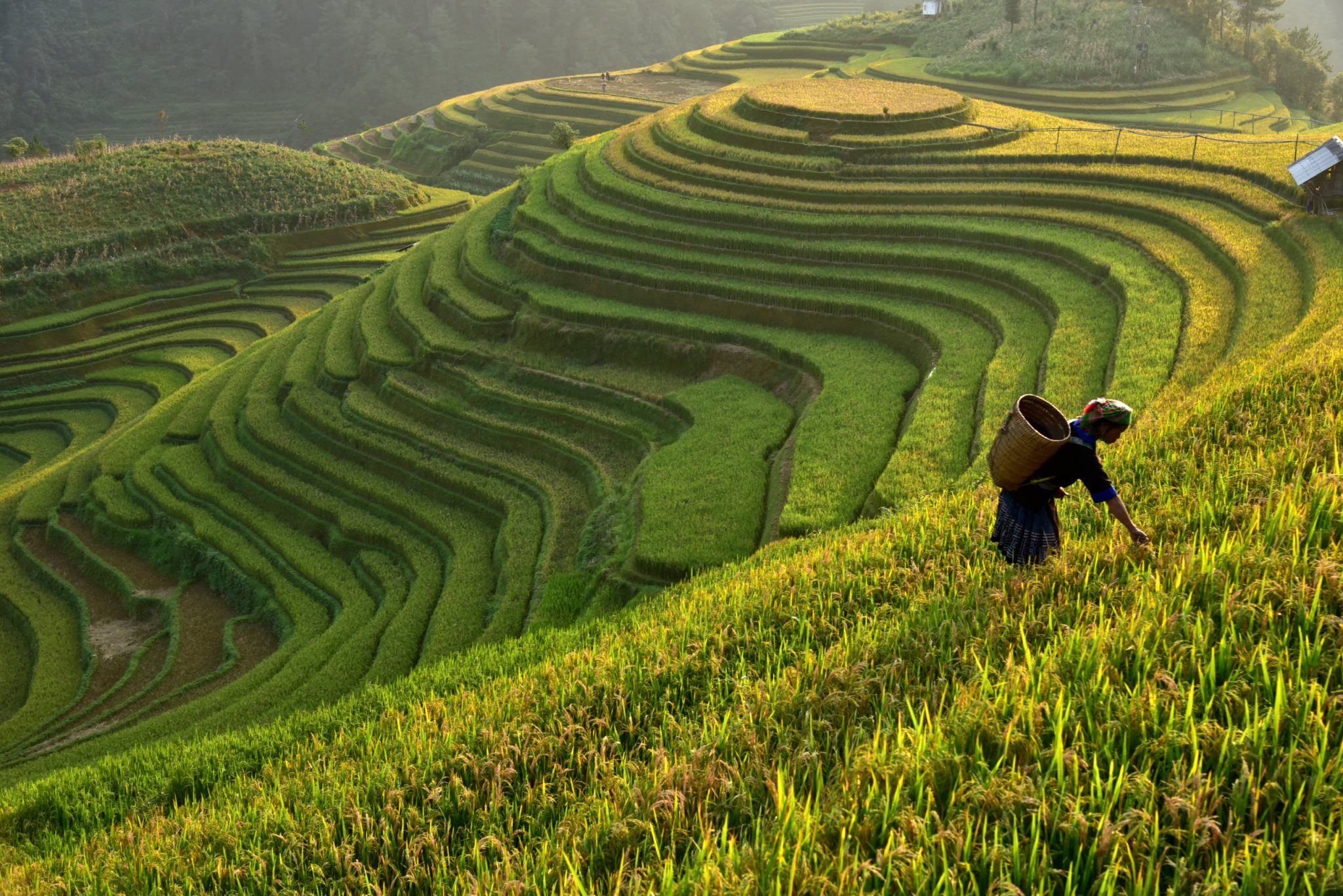 Wie Funktioniert Traditioneller Reisanbau Rii Jii Basmati Reis